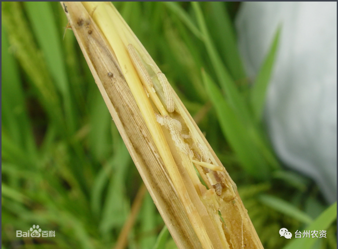 臺州農(nóng)資 臺州農(nóng)資