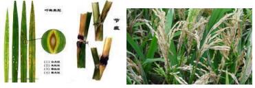 臺州農資 臺州農資